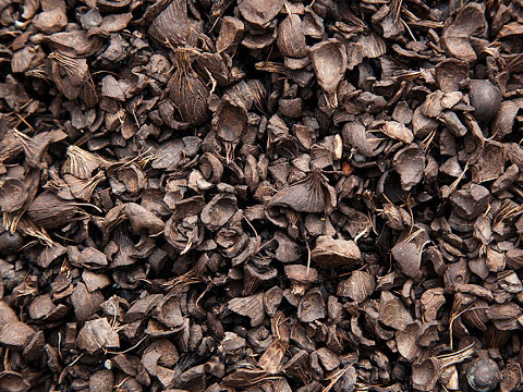 Palm Kernel Shells